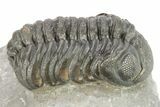 Detailed Austerops Trilobite - Ofaten, Morocco #273445-3